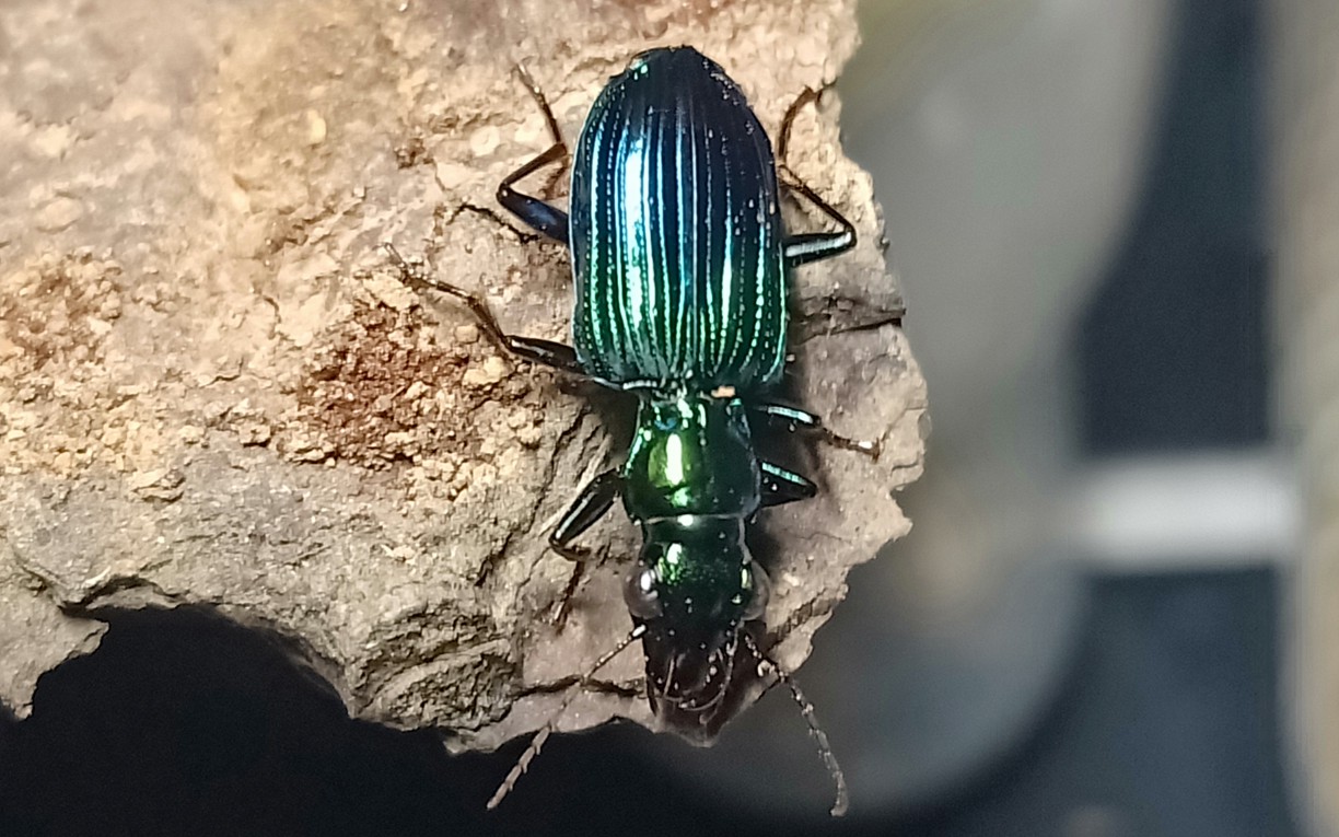 凹唇步甲捕食面面