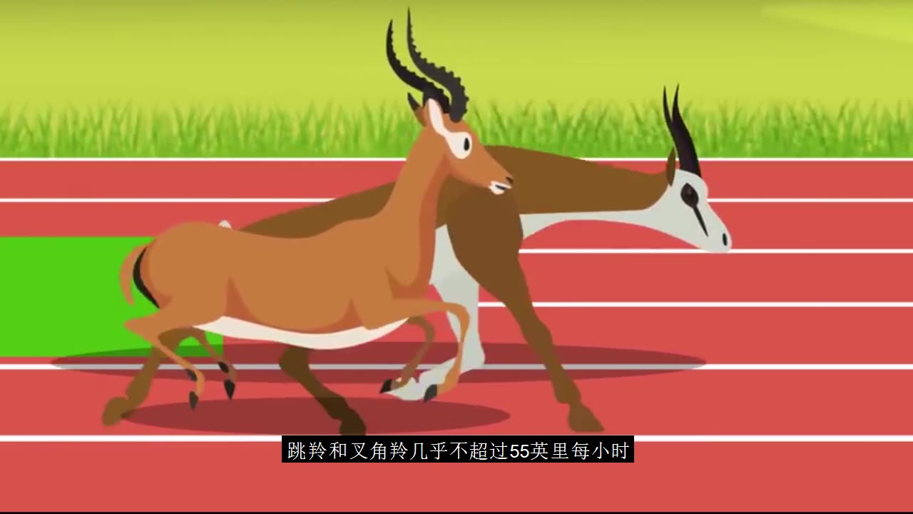 地球上速度快的动物对比!猜猎豹的你错了,最高时速可以达242英里!
