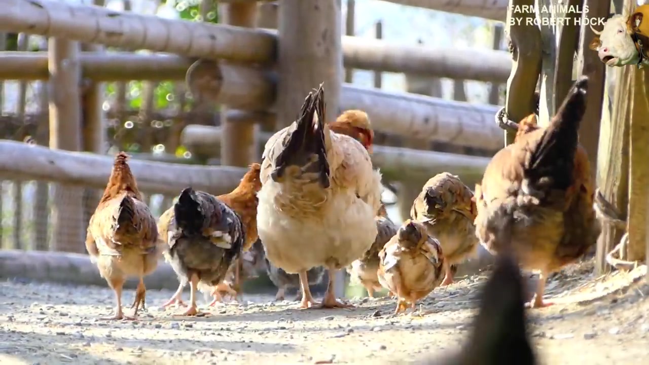 [图]REAL FARM ANIMAL SOUNDS WITHOUT MUSIC for children and parents 各种常见农场动物叫-哄孩子