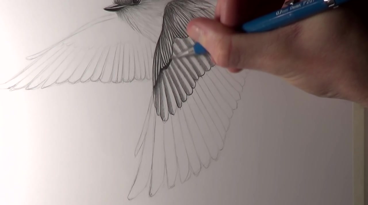 [图]How to Draw Birds Flying