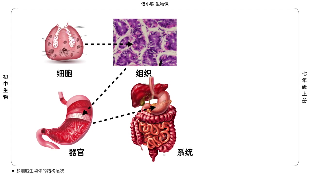 【初中生物】3分钟了解生物的结构层次哔哩哔哩bilibili