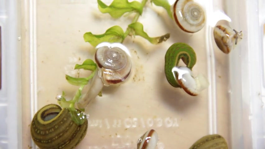 宽体金线水蛭进食巴蜗牛