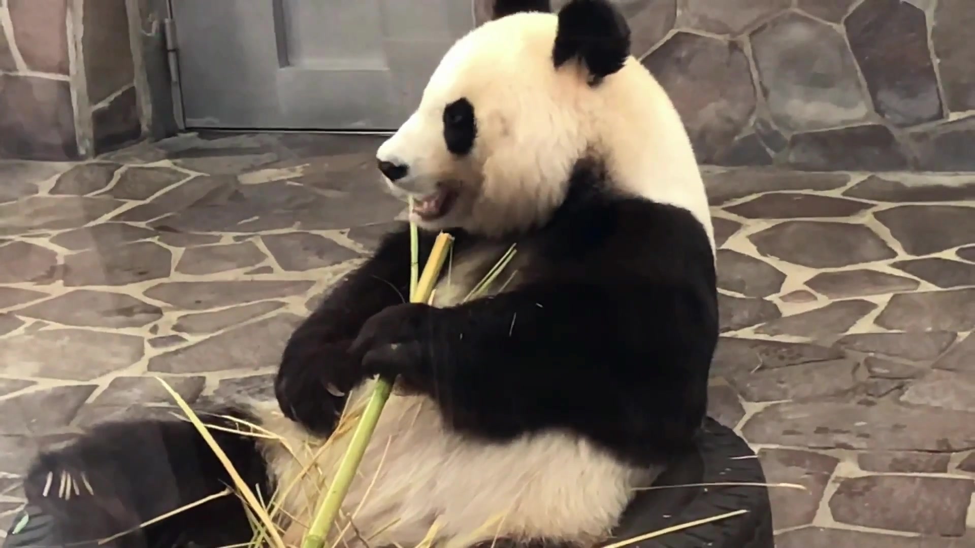 吃东西的大熊猫好萌啊