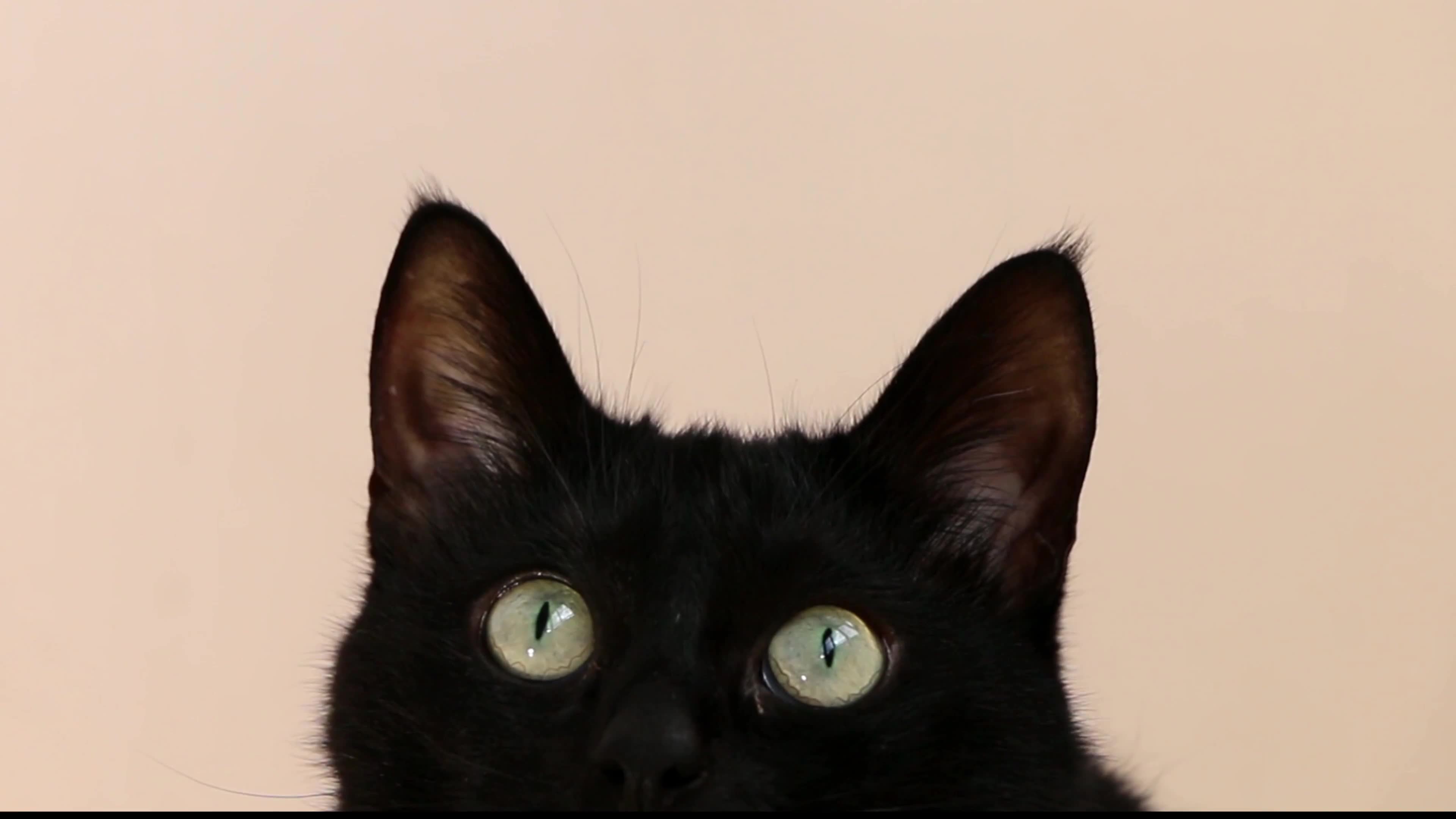 有点呆呆的黑猫眼镜是碧玉一般的颜色