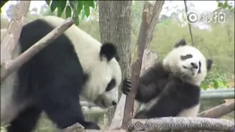 【大熊猫旧时光】基地圆脸基因的始祖，曾经的基地“地花”冰冰（顺来萌三的太奶奶诶嘿）