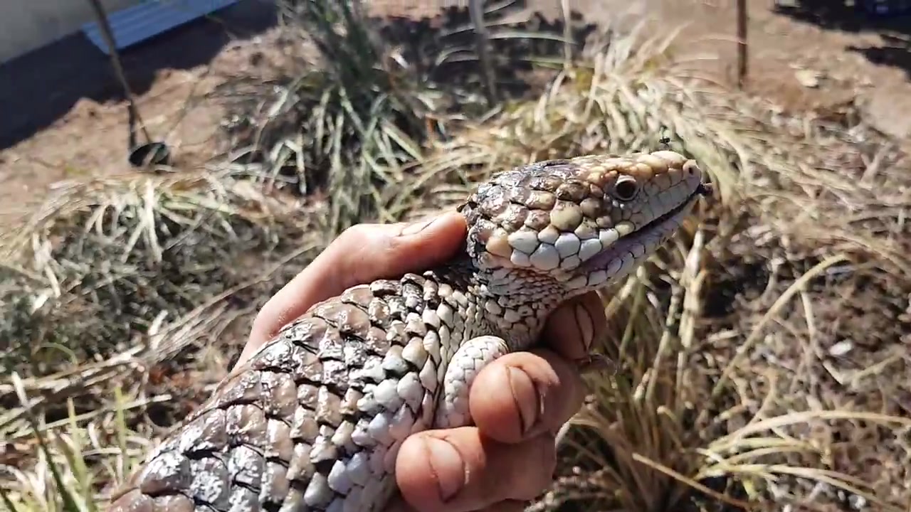 花园中的蓝舌石龙子,澳洲西部,巨柔蜥_哔哩哔哩 (゜-゜)つロ 干杯~-bi