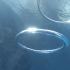 水下的两个环形气泡“相遇”之后…