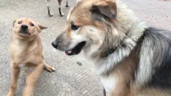 Tải video: 【田园犬叮当】又认识了一个新朋友。新旧交替的生命生生不息，是好是坏？