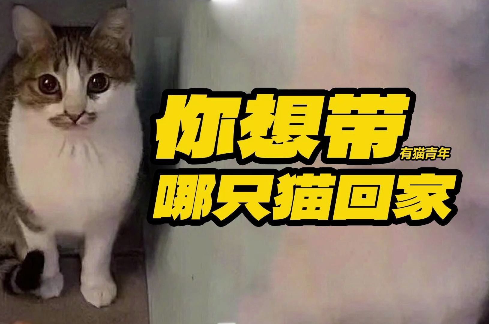 [图]你想带哪只猫回家？