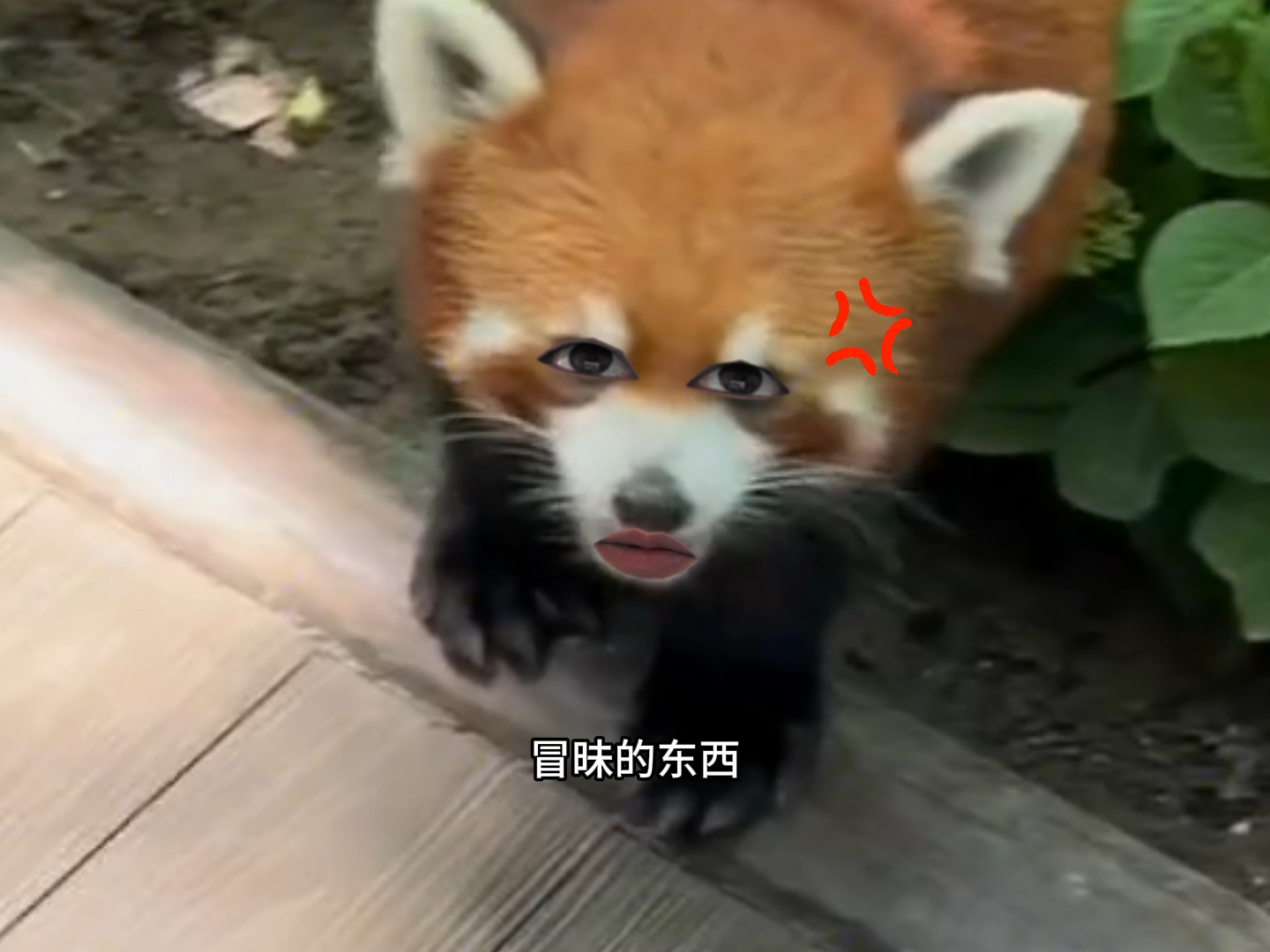 小熊猫:冒昧的家伙