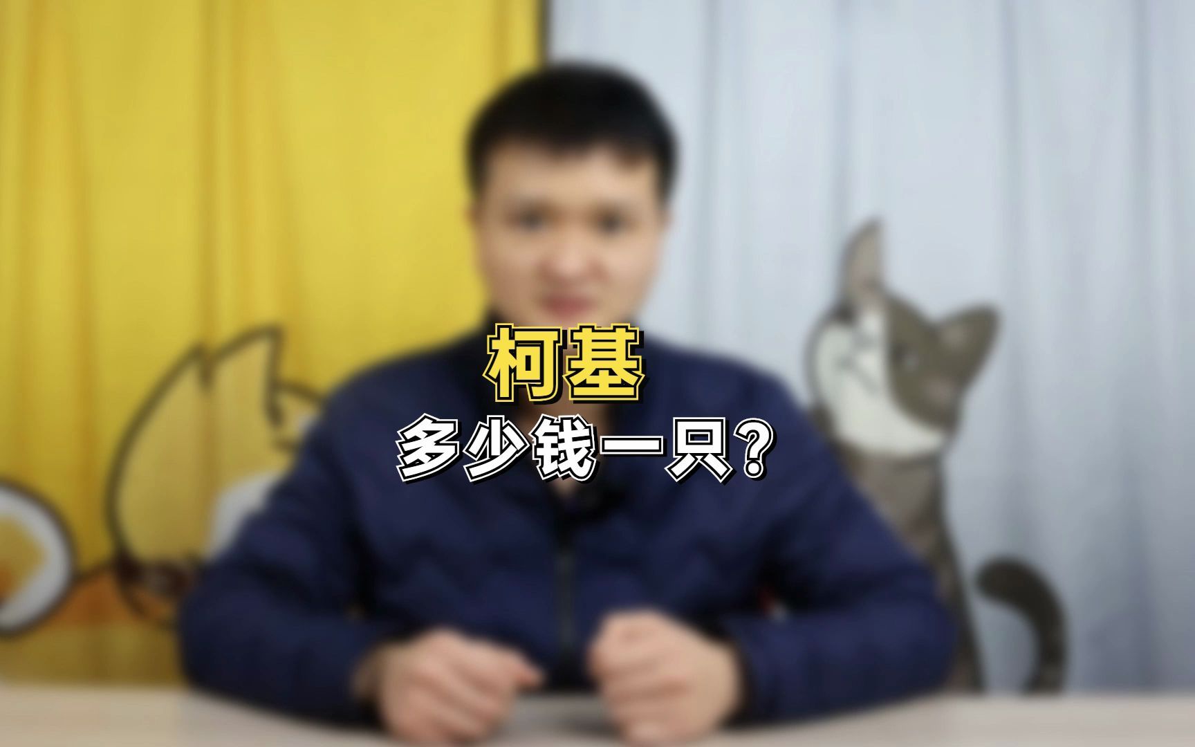 柯基多少钱一只?哔哩哔哩bilibili