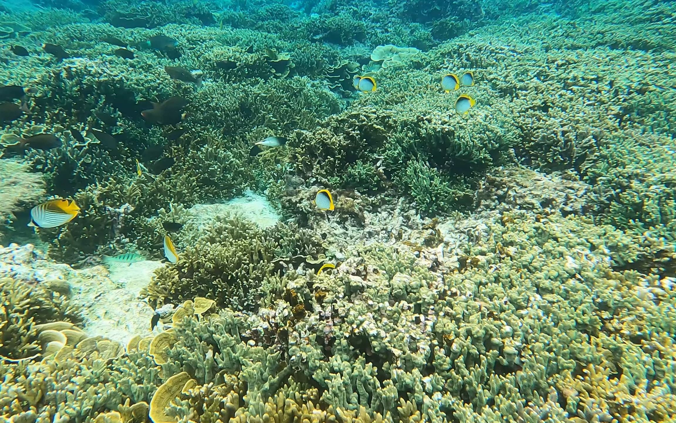 blackback butterflyfish4k 水中 鱼群 珊瑚