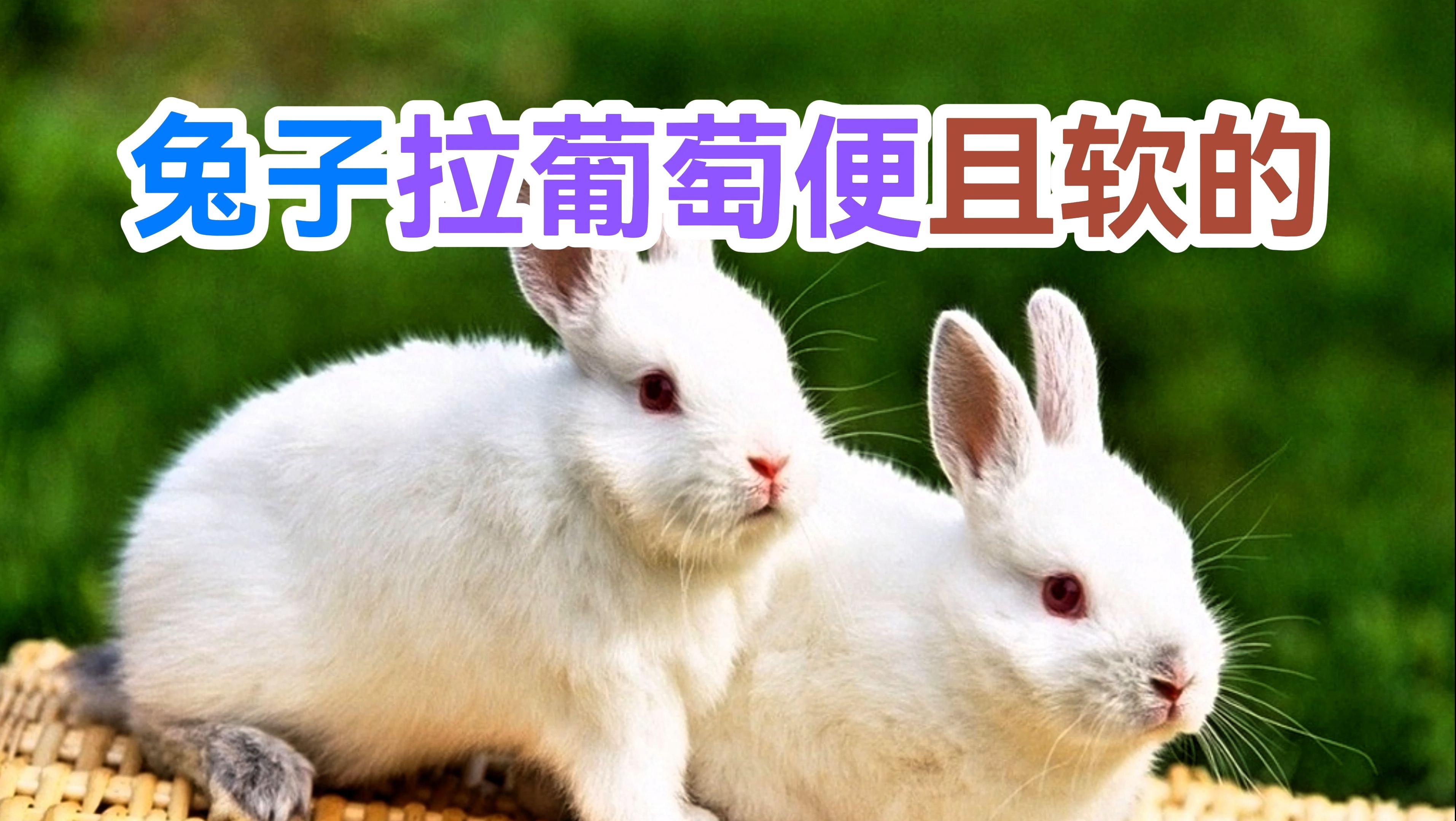 兔子拉葡萄便且软的