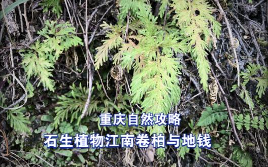 重庆自然攻略,石生植物江南卷柏与地钱