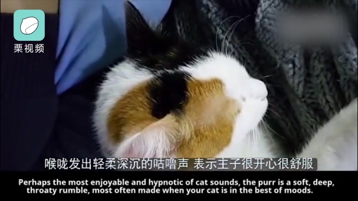 7种不同猫叫的含义[喵喵]】日常吸猫的亲,猫咪会发出不同的叫声,你知道它都在说什么吗?哔哩哔哩bilibili