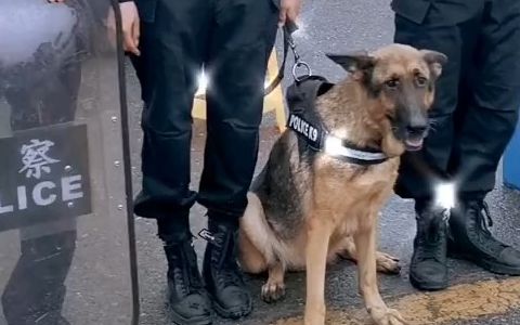 [图]【职业宠物】警犬“琪琪”明天就退役了，今天陪战友们站好最后一班岗