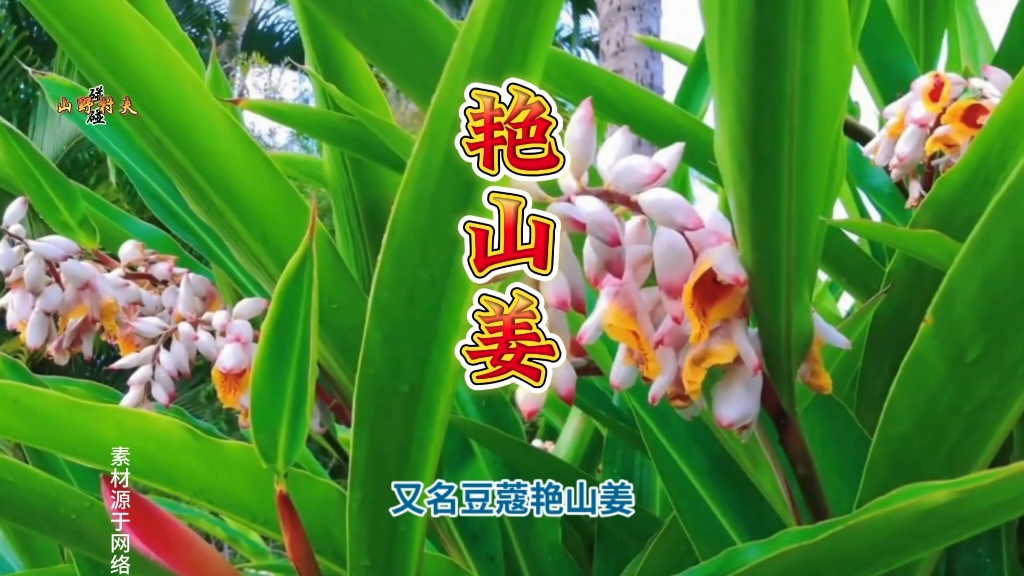 惊艳之美!探寻“花中白富美”艳山姜的魅力哔哩哔哩bilibili