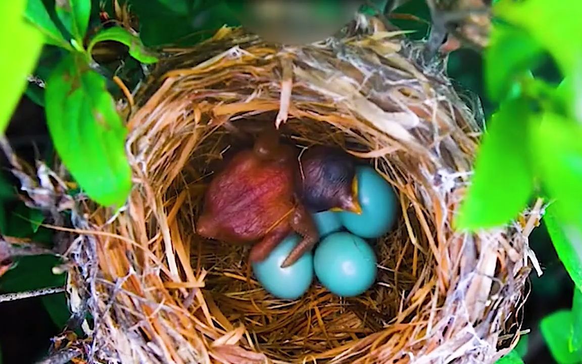 杜鹃鸟把蛋下到黄豆鸟窝里,看他怎么对待.