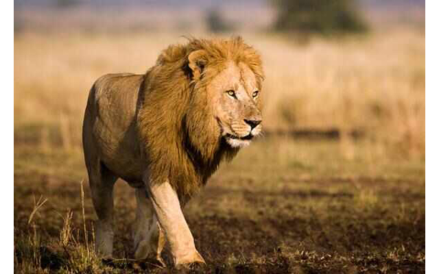 被灭绝的动物之六～西非狮