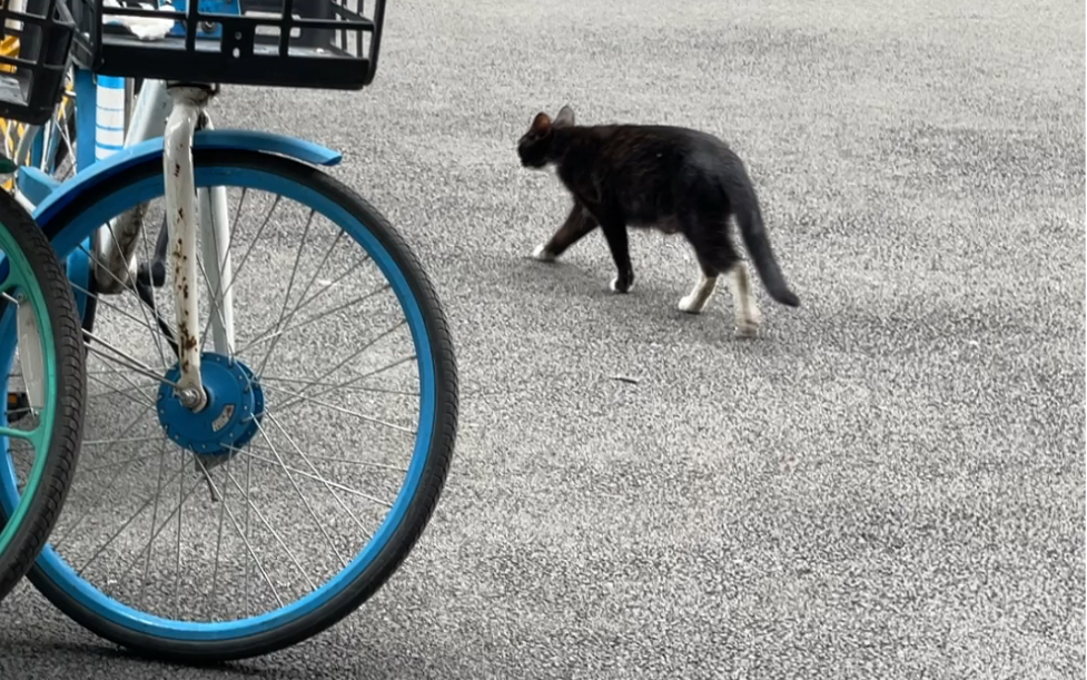 对自行车感兴趣的小黑猫
