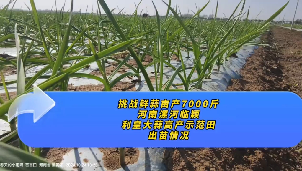 挑战鲜蒜亩产7000斤,利皇大蒜高产示范田出苗表现哔哩哔哩bilibili