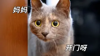 蓝猫妹妹不知自己被遗弃，每天在旧家门口蹲守