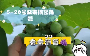 Download Video: 5-20号又来摘豆角啦，顺便看看葡萄🍇