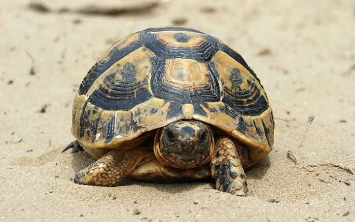 希腊陆龟五大日常之(四):就是吃~_哔哩哔哩 (゜-゜)つロ 干杯~-bilibi