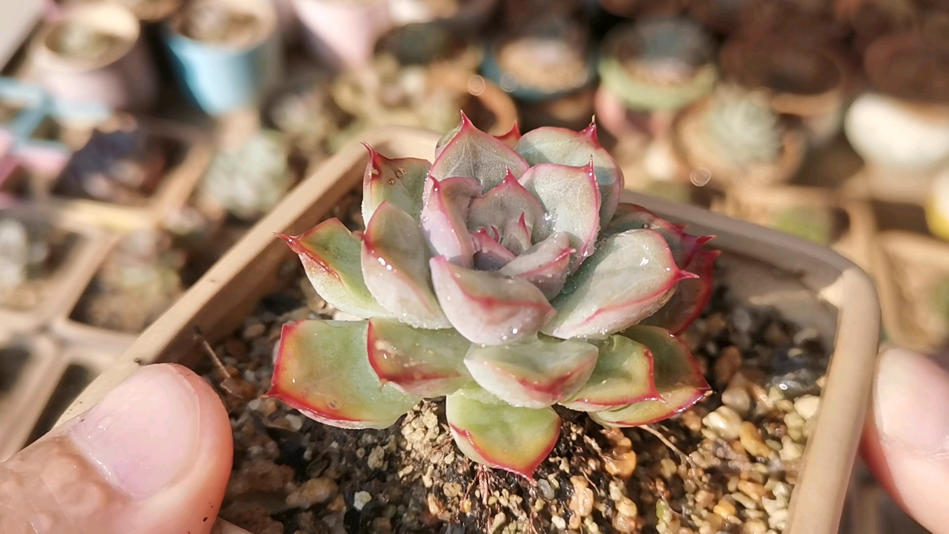 【猎户座】多肉状态记录