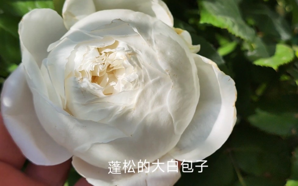 直立纯白大包子 迷人的天鹅古董月季秋花即将群开