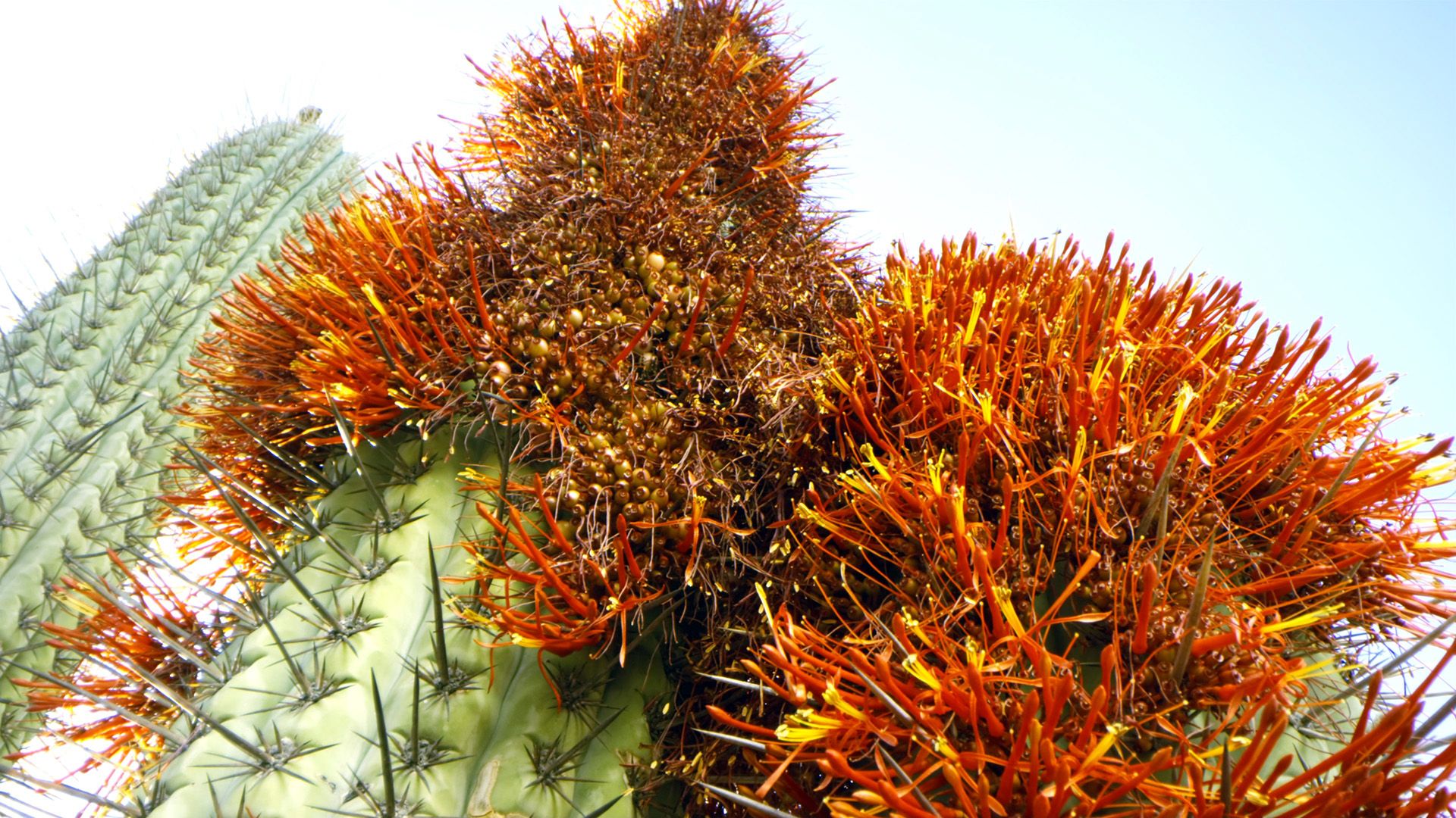 竟然有植物能寄生在仙人掌上