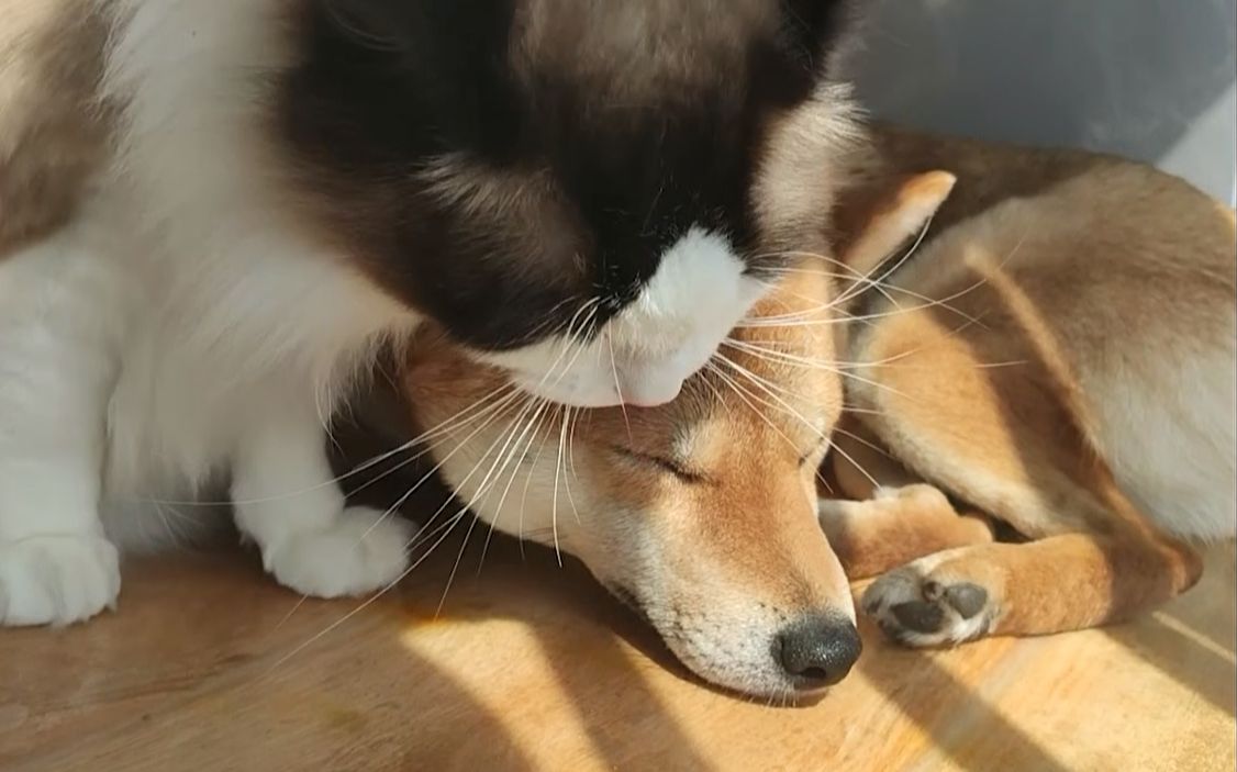 萌宠物布偶猫梦幻柴犬吃宝舔毛