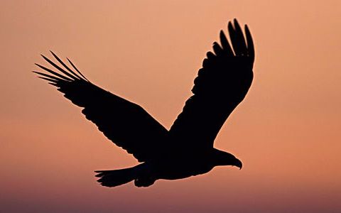 老鹰的重生是真是假?_哔哩哔哩_bilibili