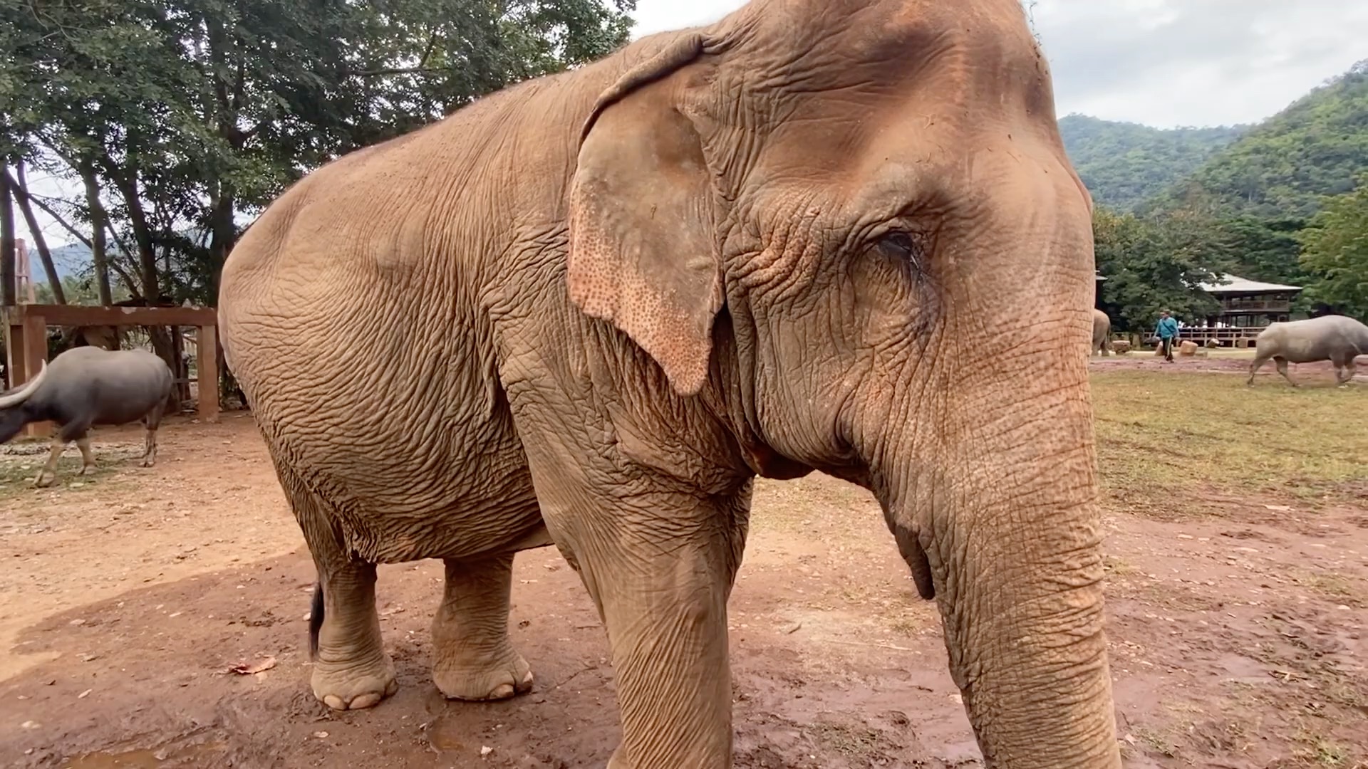 90 岁会用工具的象奶奶