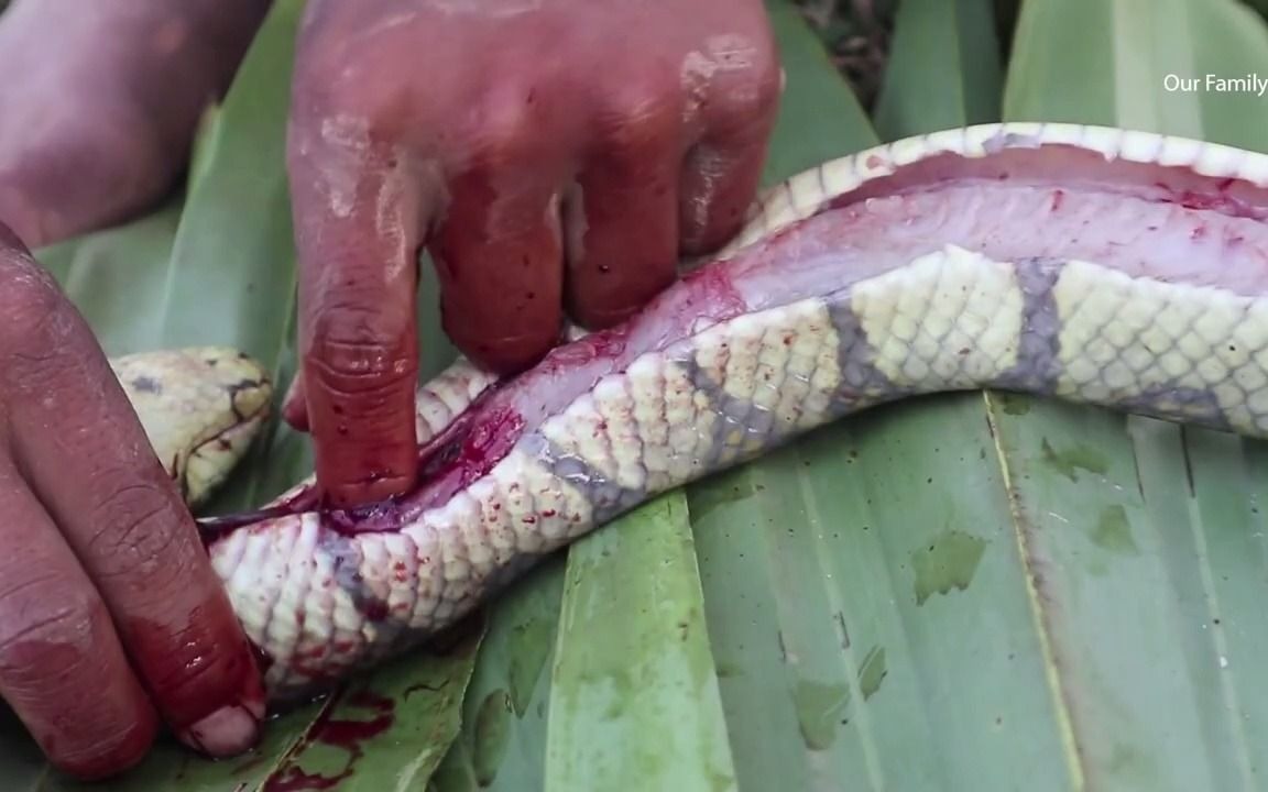 野外直接抓蛇,烤蛇蛋!超好吃 _野外求生 _美食