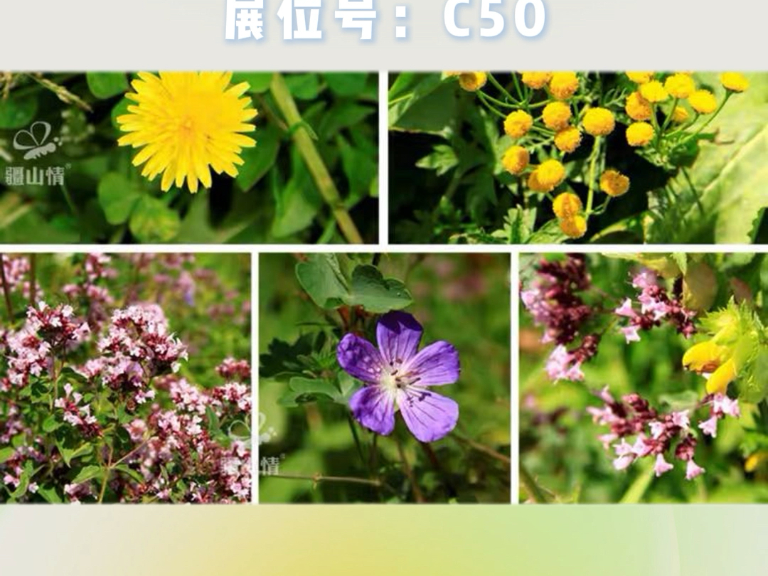 新疆优质蜂蜜,疆山情品牌甜而不腻浓稠绵润#新疆蜜姐黑蜂有限公司【展位号:C50】11月22至24日#澳门 𐟇𒰟‡𔥨尼斯人金光会展中心#亚洲酒店用品及...