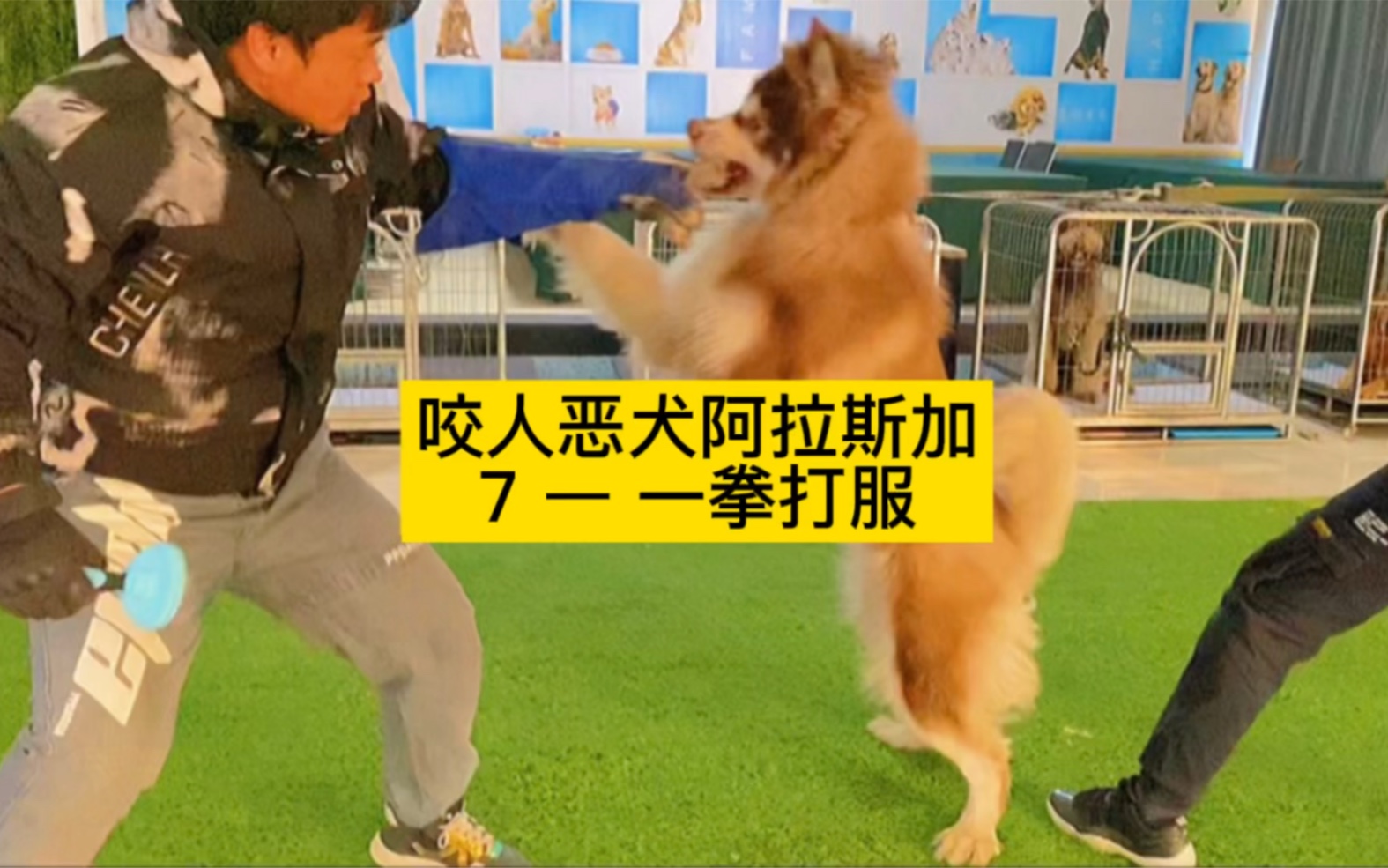 [图]咬人恶犬，一拳打服。