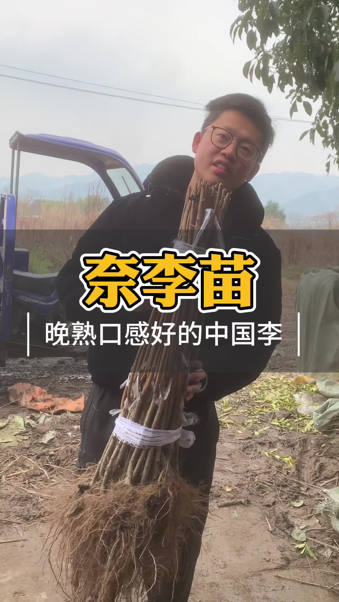 果子又大味道又好的李子树苗有什么哔哩哔哩bilibili