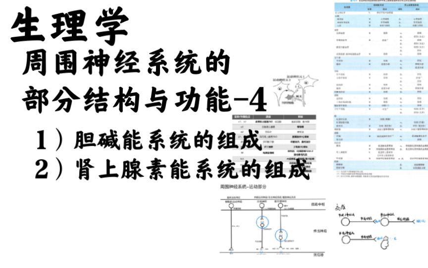 生理学周围神经系统的部分结构与功能4:胆碱能系统、肾上腺素能系统的大致结构哔哩哔哩bilibili