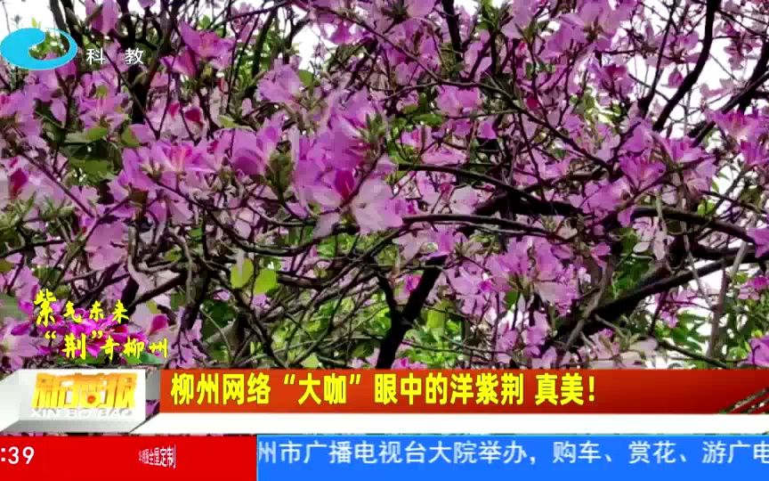 [图]柳州：柳州网络“大咖”眼中的洋紫荆 真美！