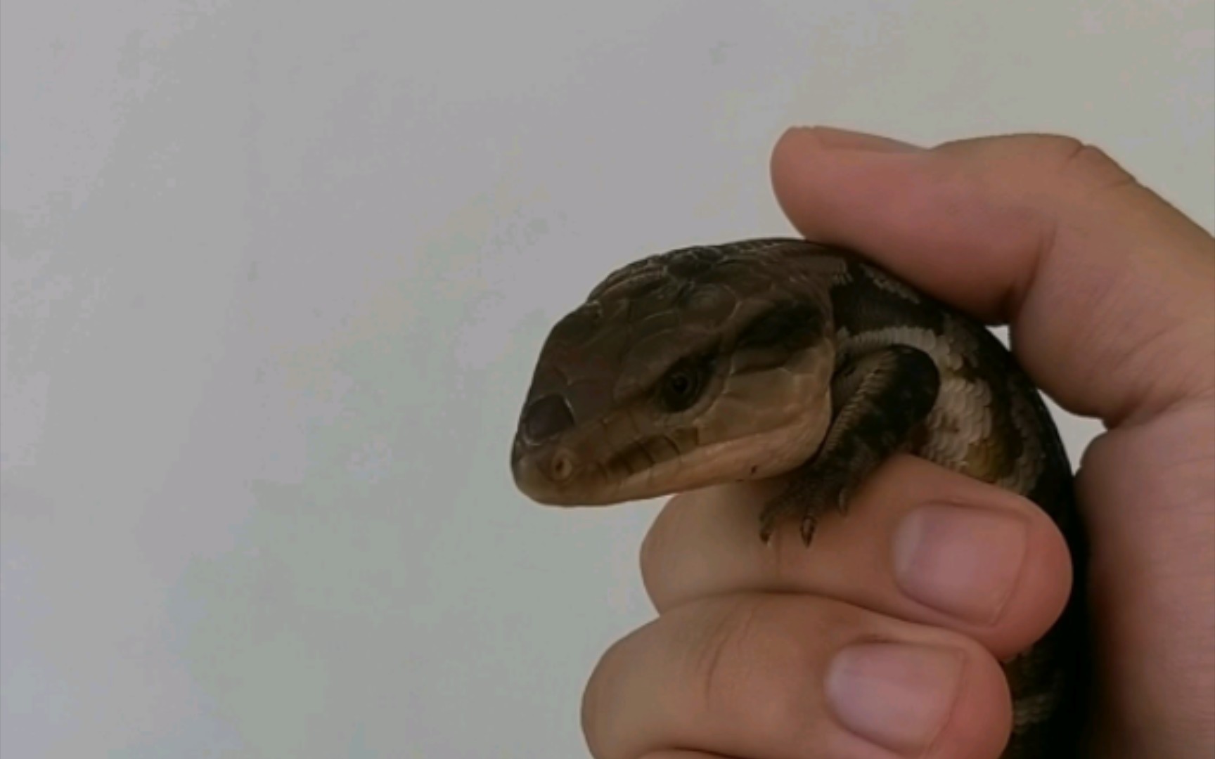 我就觉得老棍子的两撇小胡子挺帅的啊