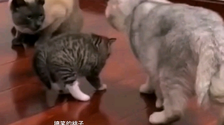 小猫:溜啦溜啦哔哩哔哩bilibili