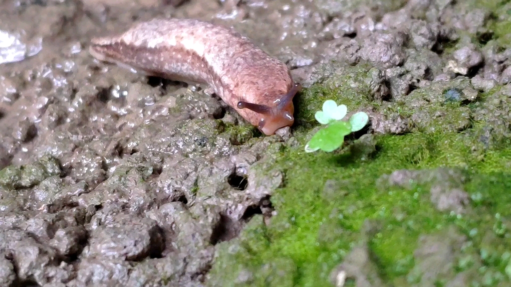 【软体动物】桥洞下躲雨,拍到一只鼻涕虫.