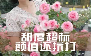 Download Video: 【惠惠的花园】糖果雪山也太好看了，糖果粉显得又甜又美，艳丽夺目。而且耐热抗性好，还有什么理由不爱它呢