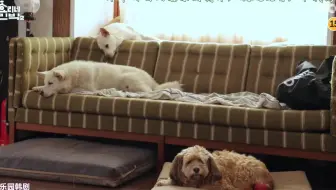 孝利家民宿第二季全集 哔哩哔哩 Bilibili