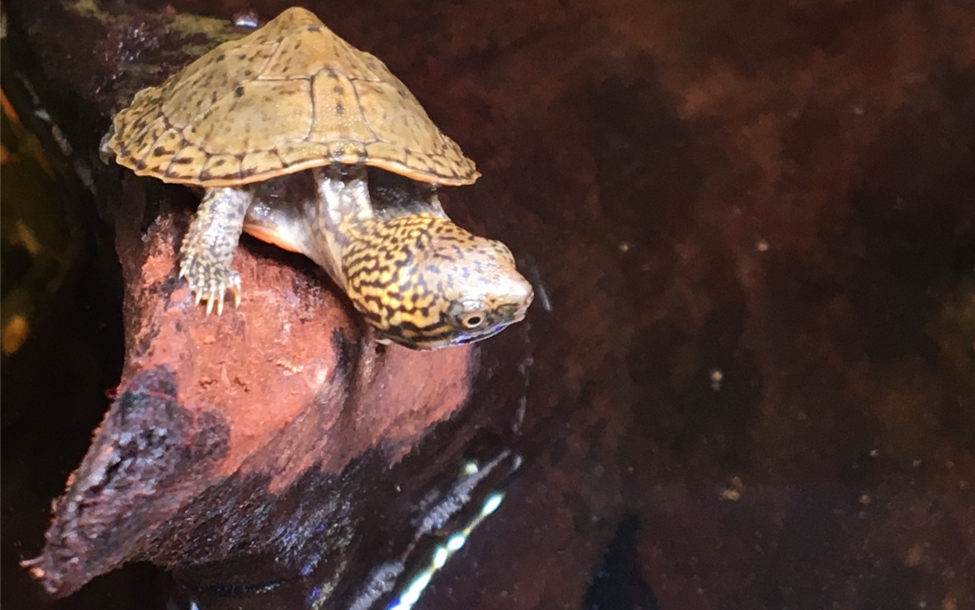 虎纹麝香龟苗小小日常_哔哩哔哩 (゜-゜)つロ 干杯~-bilibili