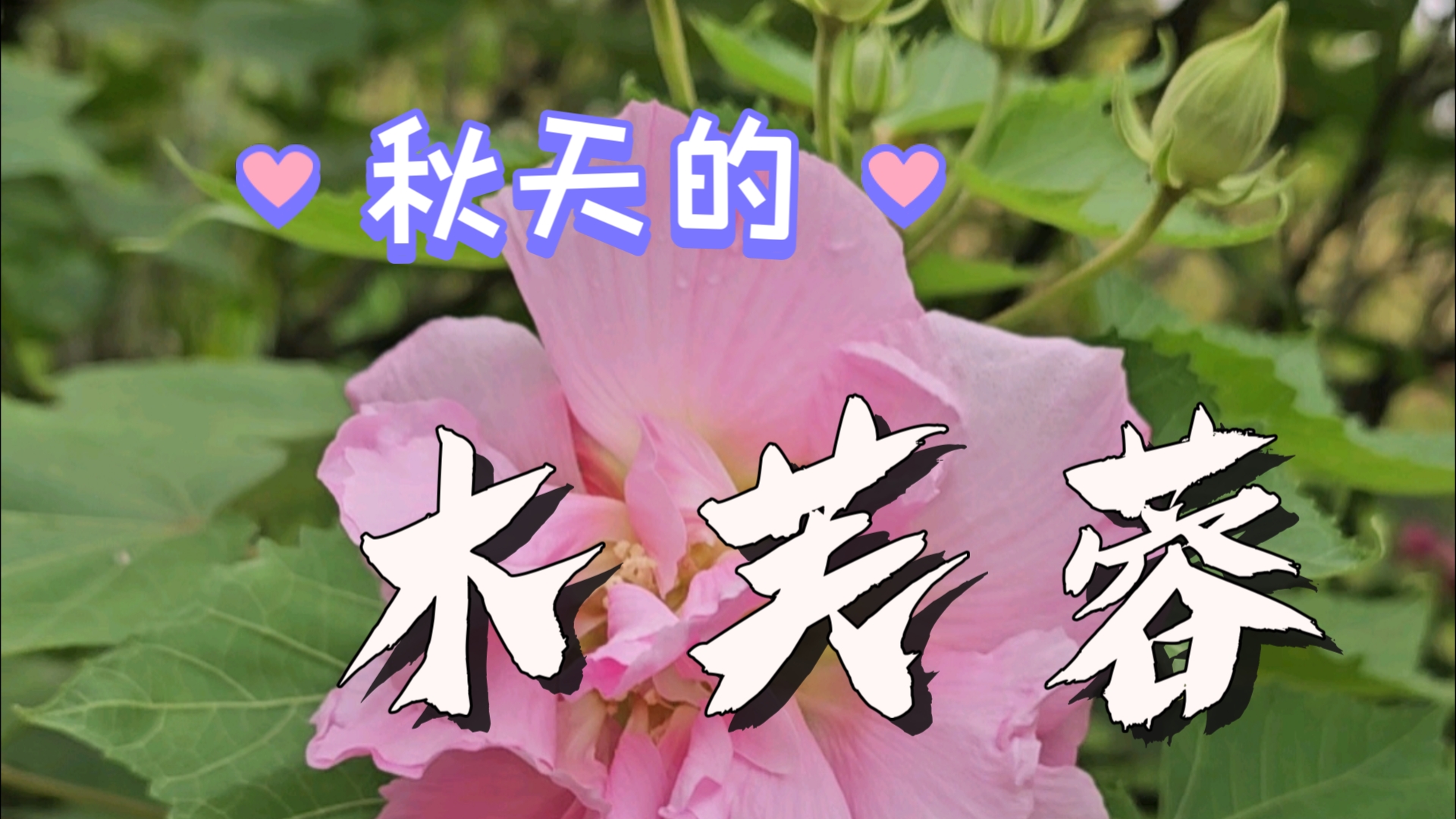 色彩多变的木芙蓉哔哩哔哩bilibili