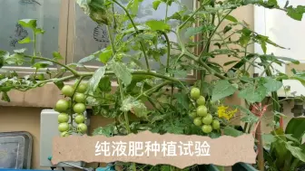 Скачать видео: 纯有机液体肥种植盆栽番茄实验。光线通风不好，野生番茄从2加仑朱顶红盆里长出来。最后也能开花结果。说明堆肥出来的液体肥的肥力也还是可以的喔。液肥也要多多用起来。