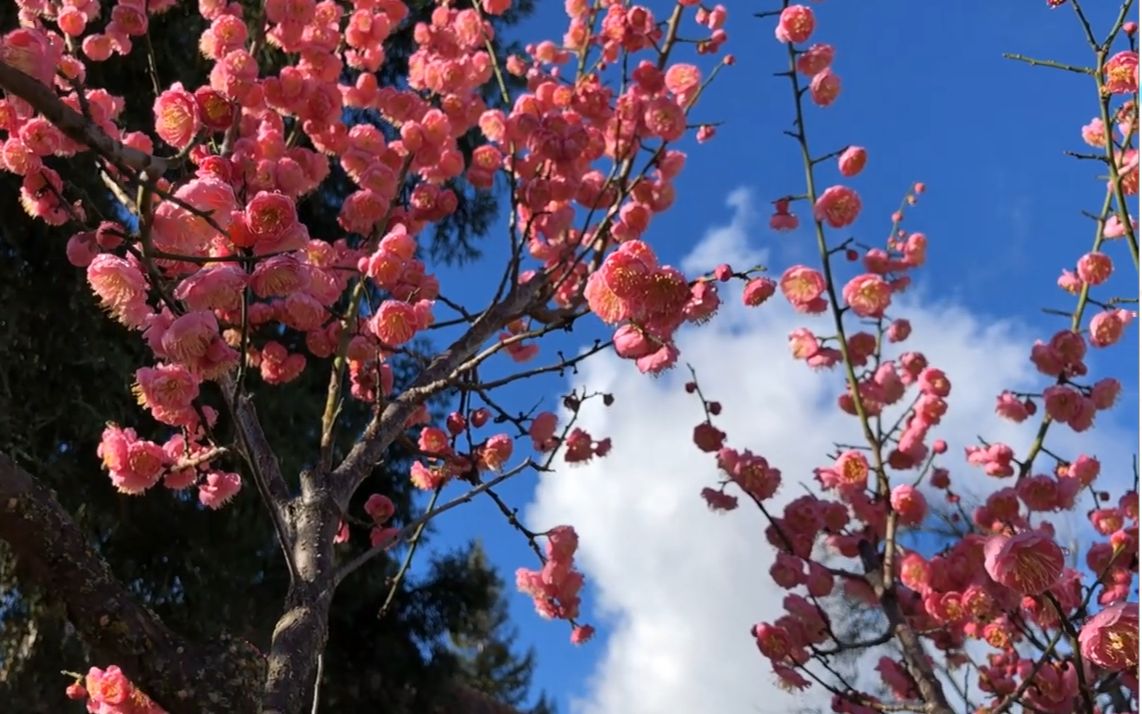 [图]冬梅 Winter Plum Blossom