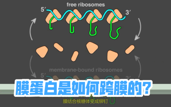 膜蛋白是如何跨膜的?要从粗面内质网上的核糖体说起哔哩哔哩bilibili